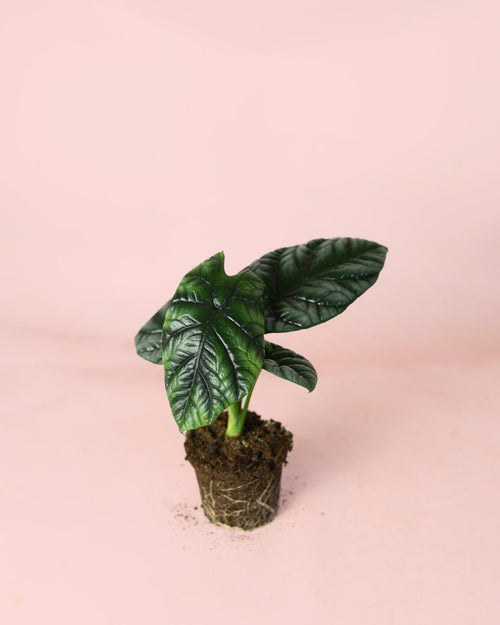 Alocasia Sinuata M - Pur Plant