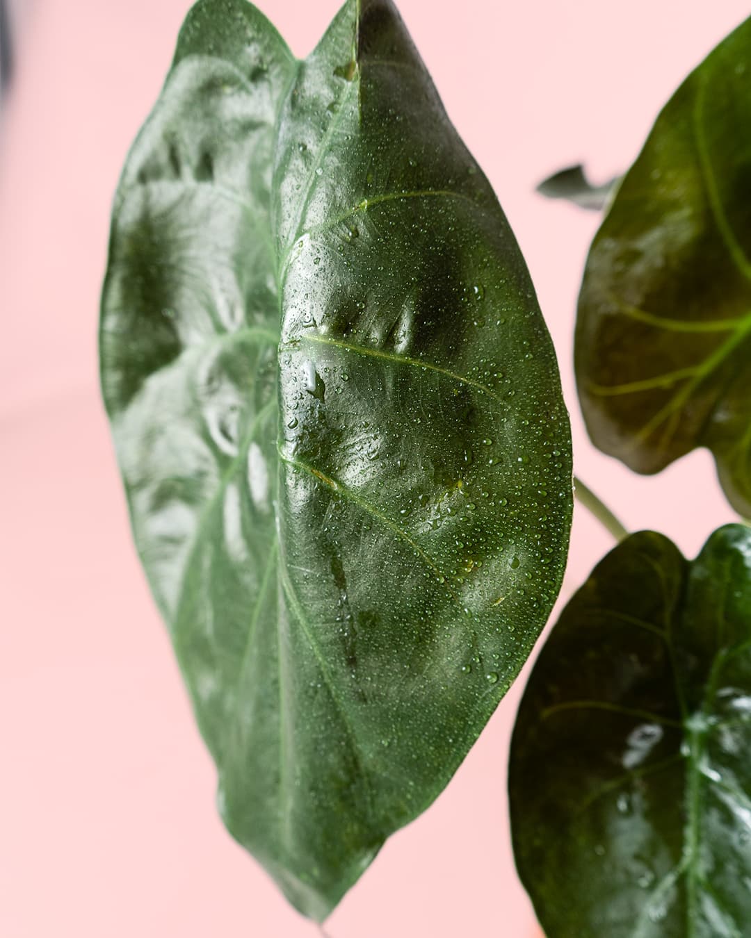 Alocasia Wentii M - Pur Plant