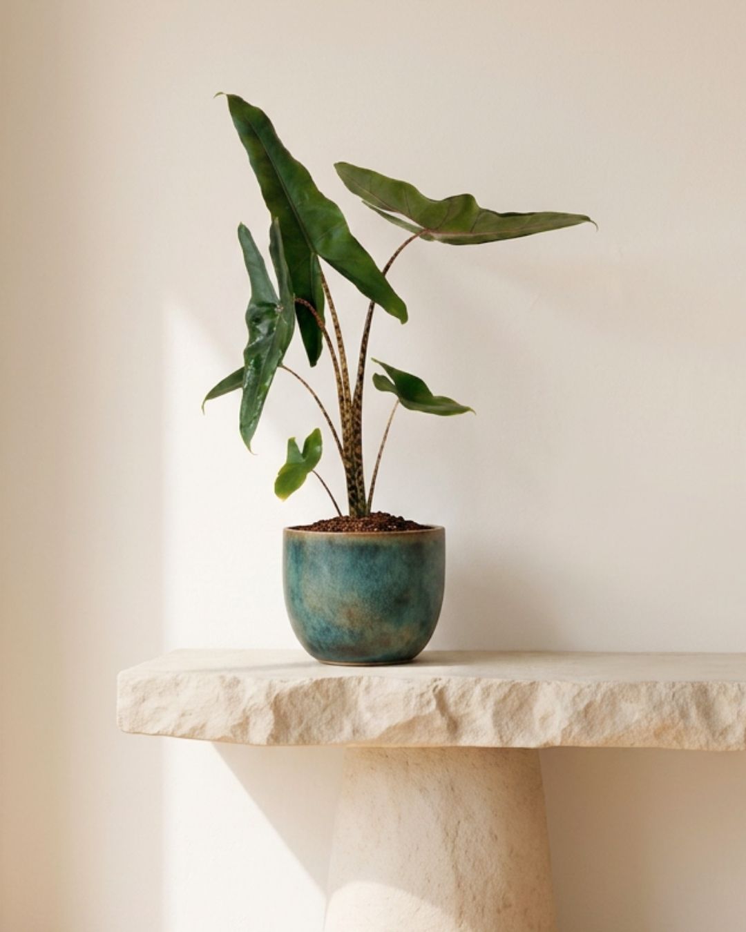 Alocasia Zebrina M - Pur Plant