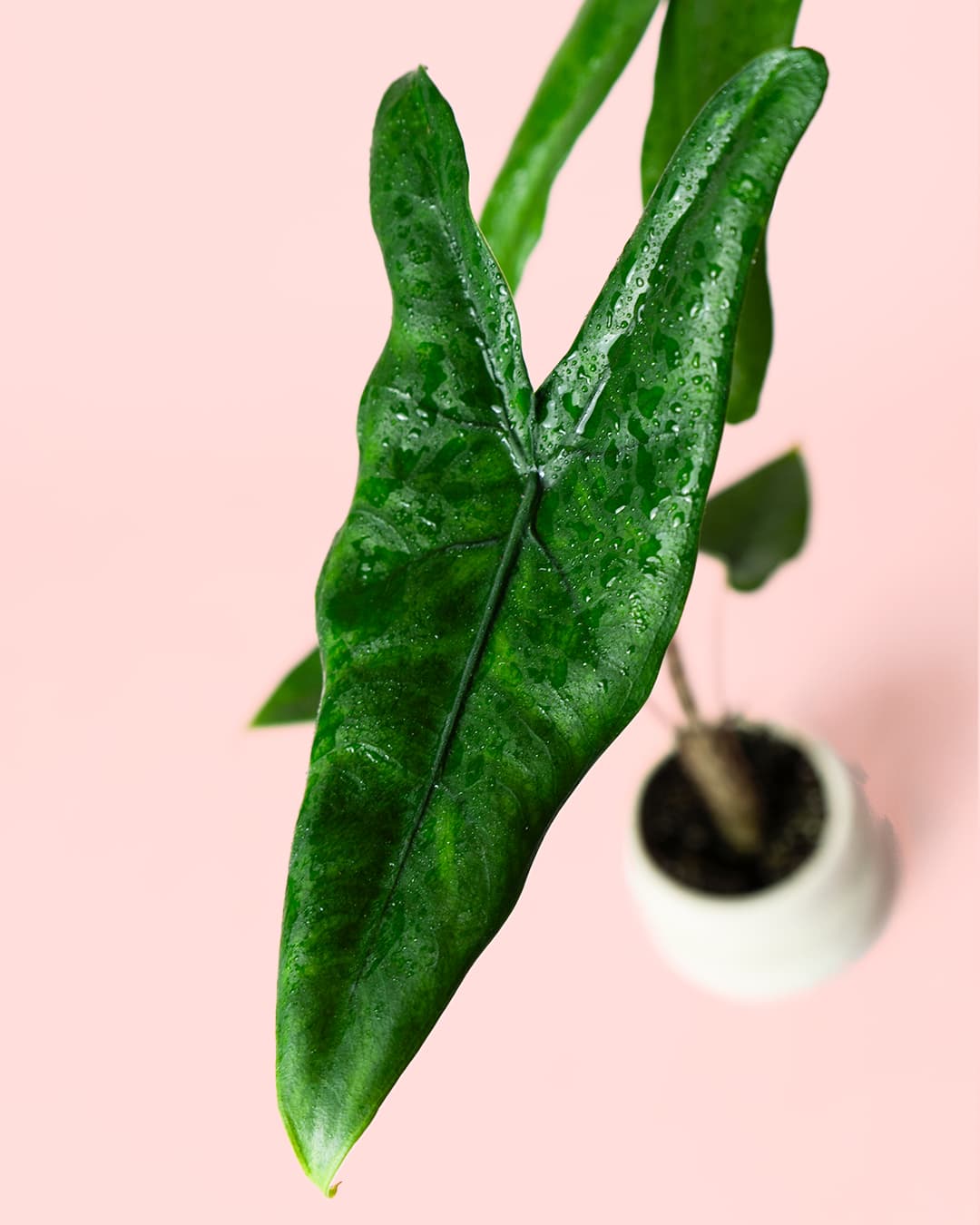 Alocasia Zebrina Mini - Pur Plant