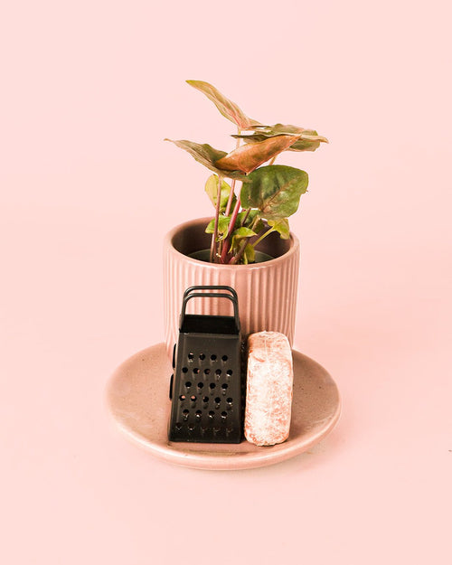 Ambientador Sostenible Rosa con Mini Planta - Pur Plant