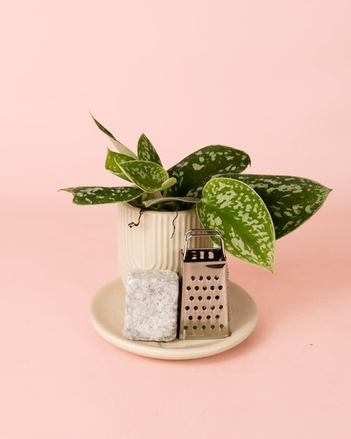 Ambientador Sostenible Verde con Mini Planta - Pur Plant