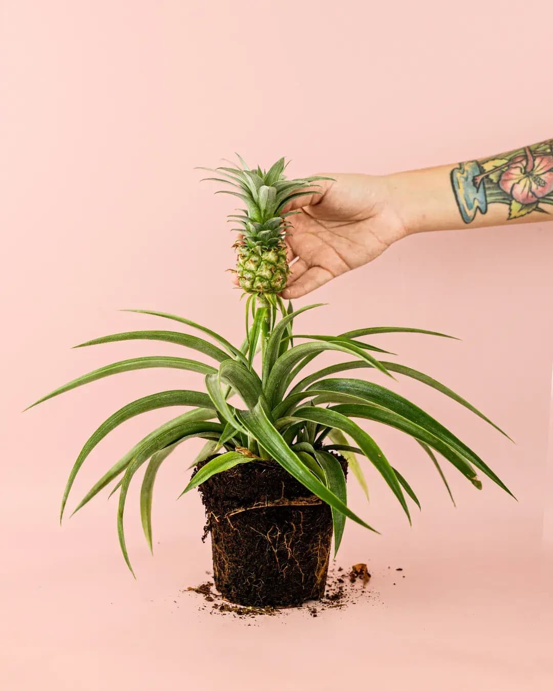 Ananas Planta de la Piña M - Pur Plant