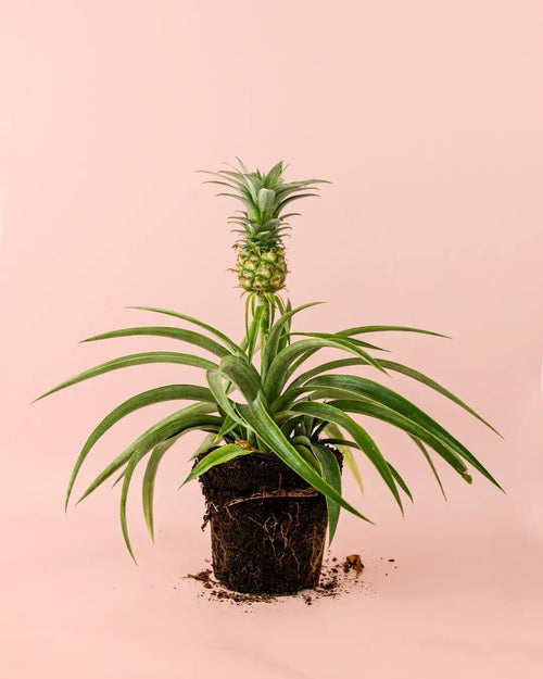 Ananas Planta de la Piña M - Pur Plant