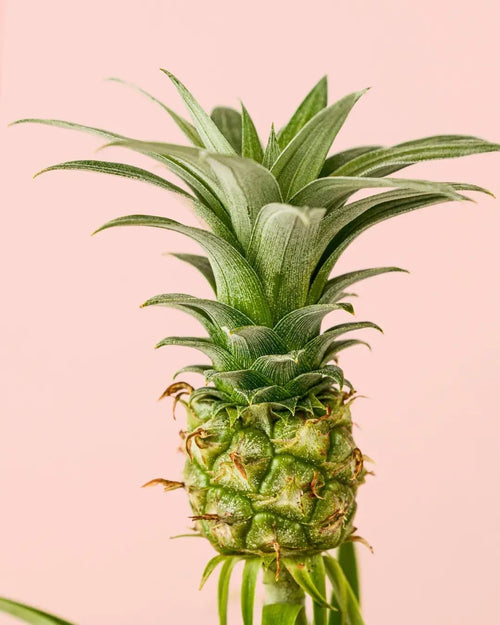 Ananas Planta de la Piña M - Pur Plant