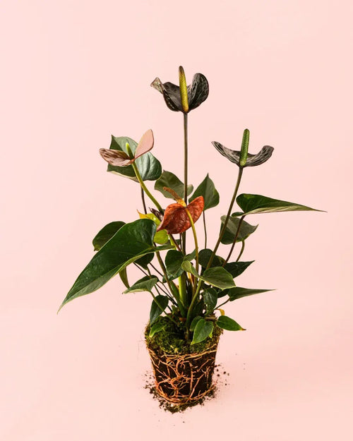 Anthurium Black Love Mini - Pur Plant