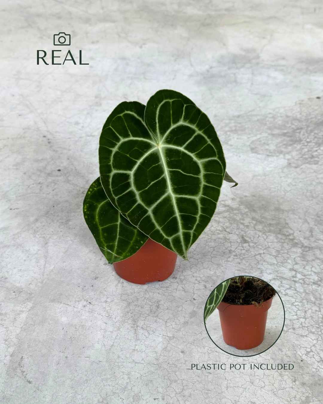 Anthurium Clarinervium M - Pur Plant