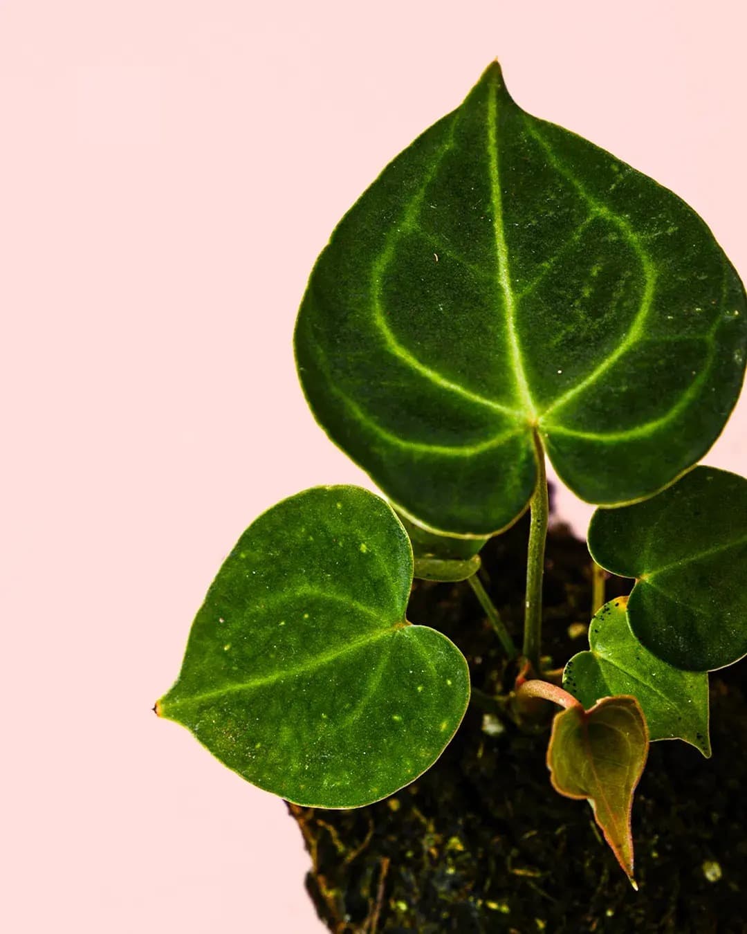 Anthurium Clarinervium Mini - Pur Plant