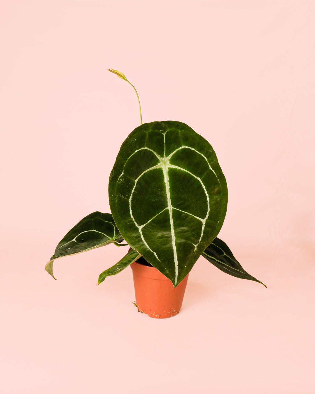 Anthurium Forgetii M - Pur Plant