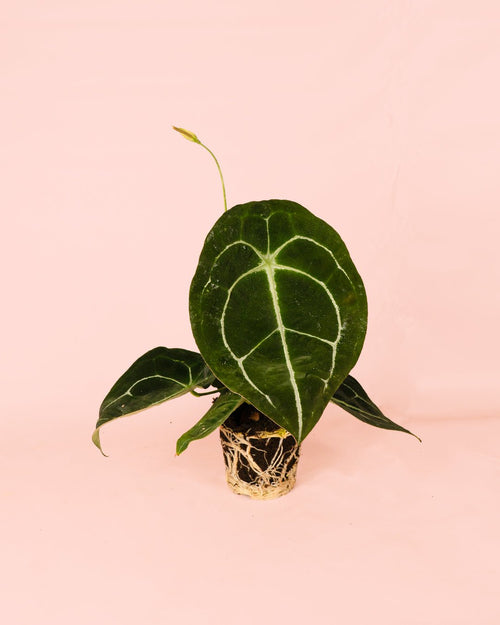 Anthurium Forgetii M - Pur Plant