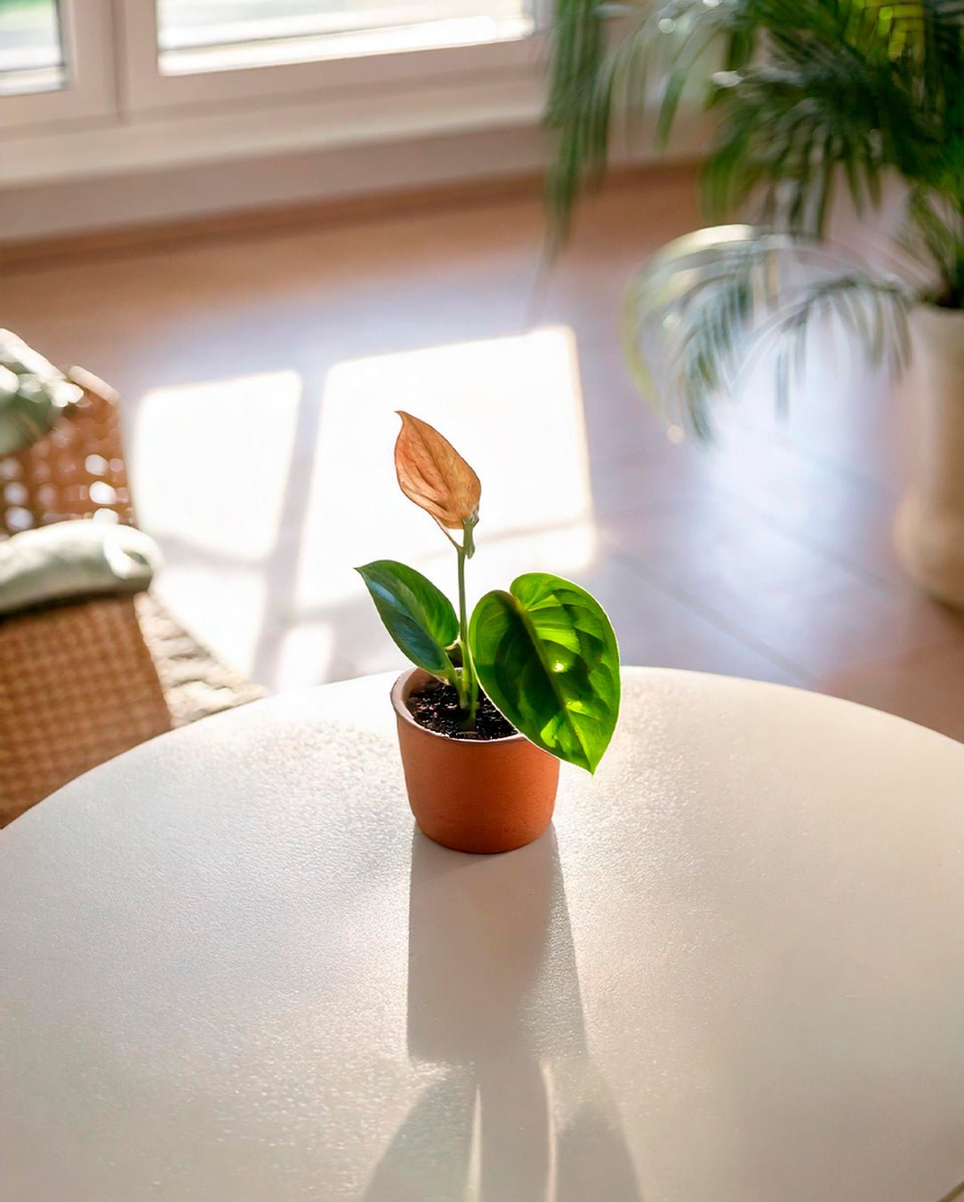 Anthurium Luxurians Mini - Pur Plant