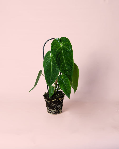 Anthurium Queremalense M - Pur Plant
