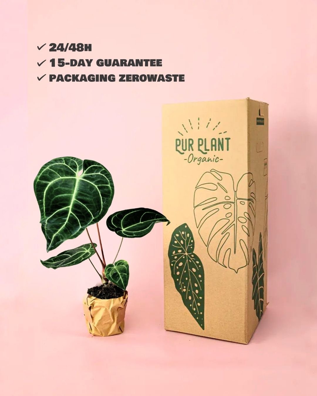 Anthurium Regale M - Pur Plant