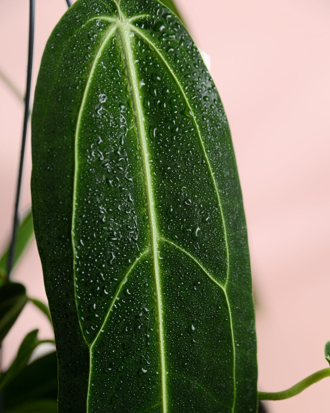 Anthurium Warocqueanum M - Pur Plant