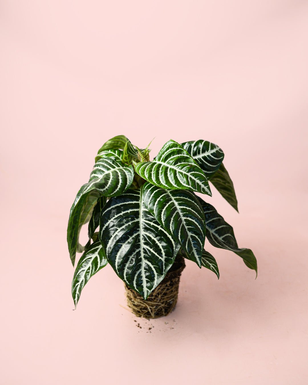 Aphelandra Zebra M - Pur Plant