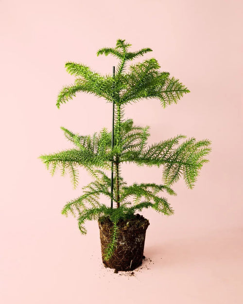 Araucaria heterophylla M - Pur Plant