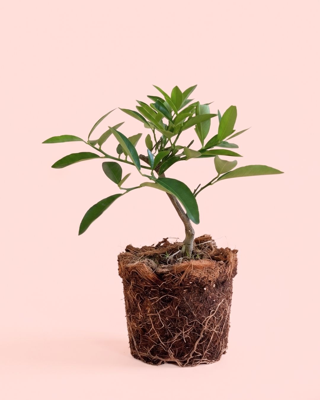 arbol-limonero-m