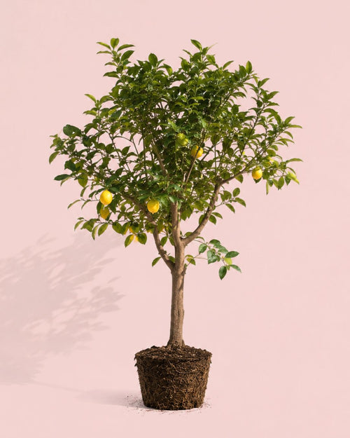 arbol-limonero-xxl-