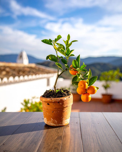 Árbol Naranjo M - Pur Plant