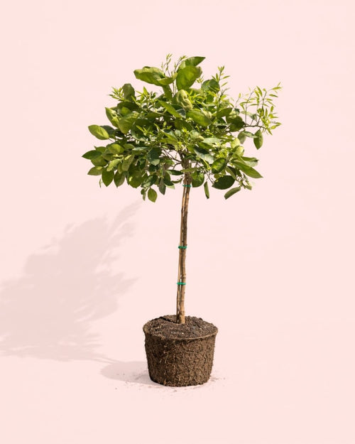 Árbol Naranjo XL - Pur Plant
