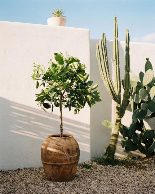 Árbol Naranjo XL - Pur Plant