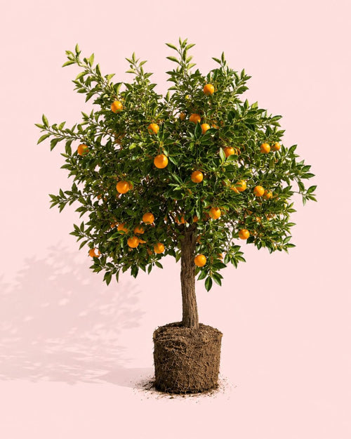 arbol-naranjo-xxl