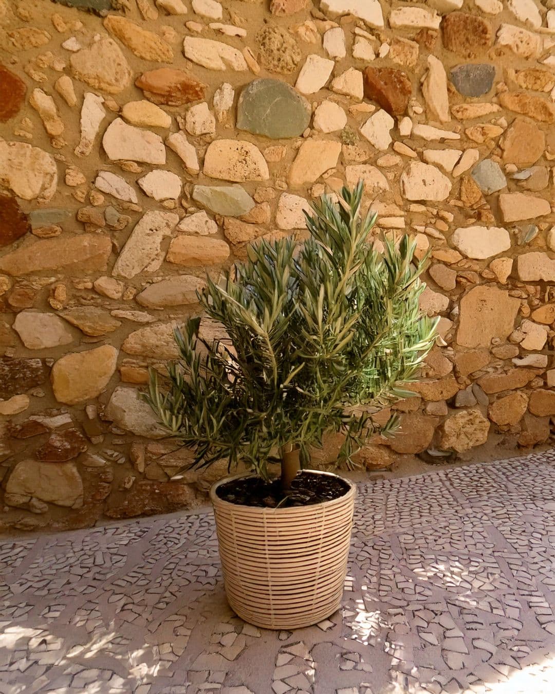 Árbol Olivo M - Pur Plant
