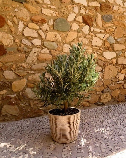 Árbol Olivo M - Pur Plant