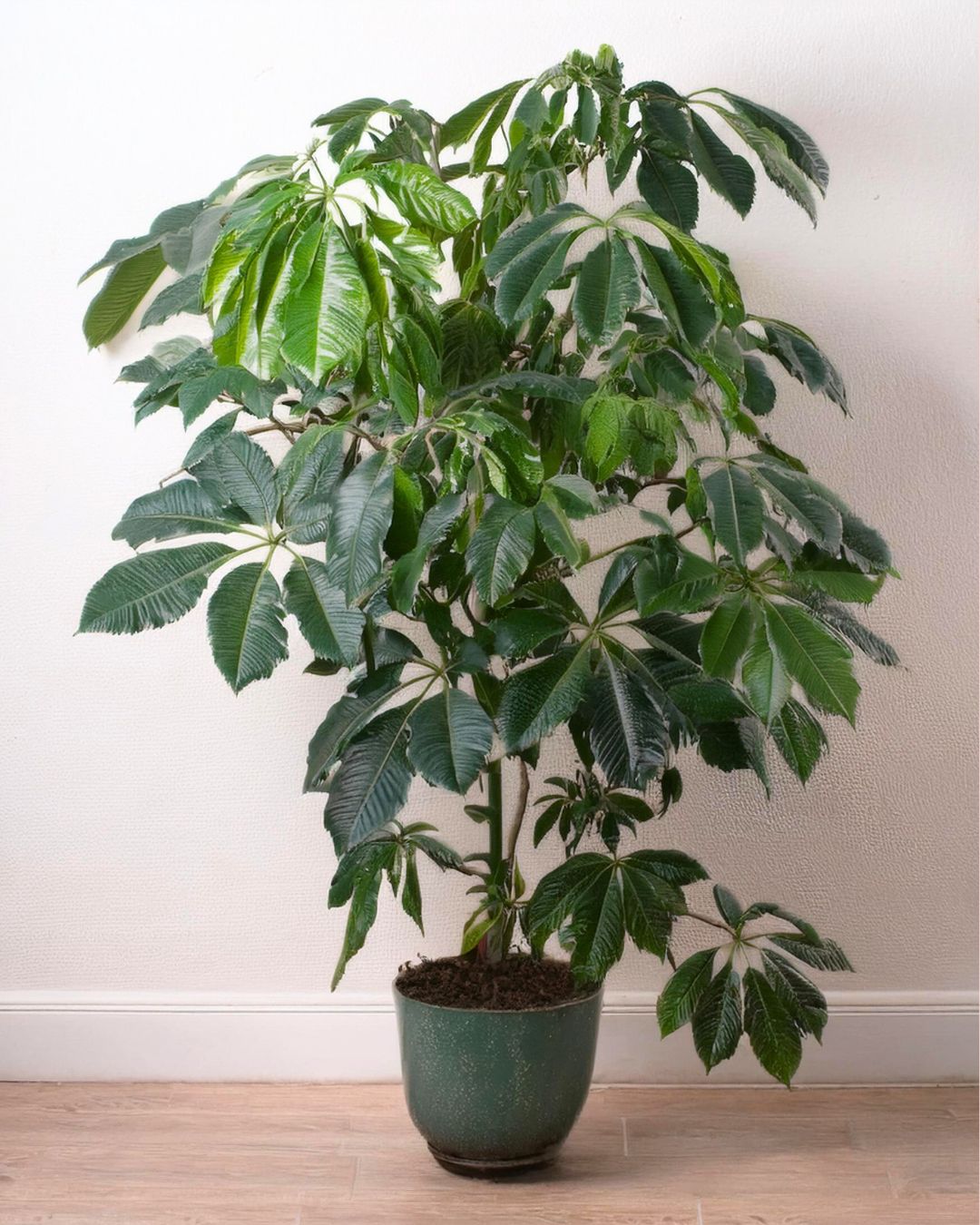 Árbol Schefflera Actinophylla XXL - Pur Plant