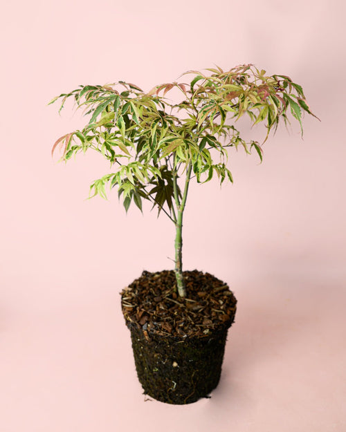 Arce Palmatum Shirazz M - Pur Plant