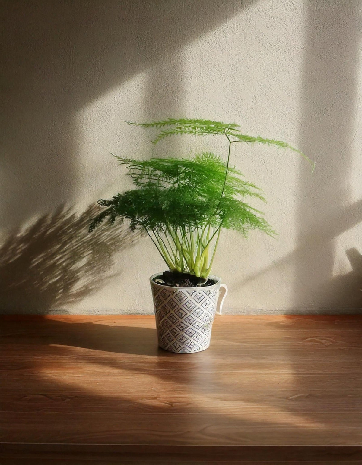 Asparagus Plumosus Mini - Pur Plant
