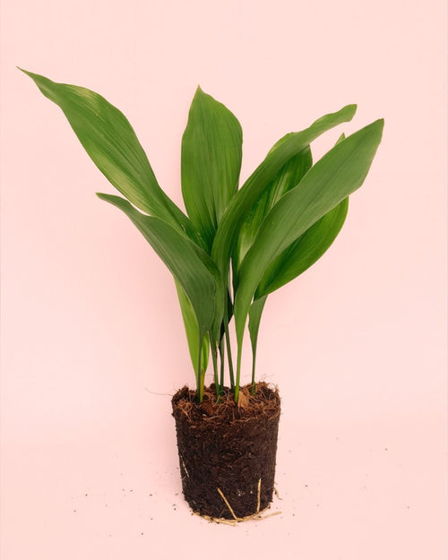 Aspidistra Elatior M - Pur Plant