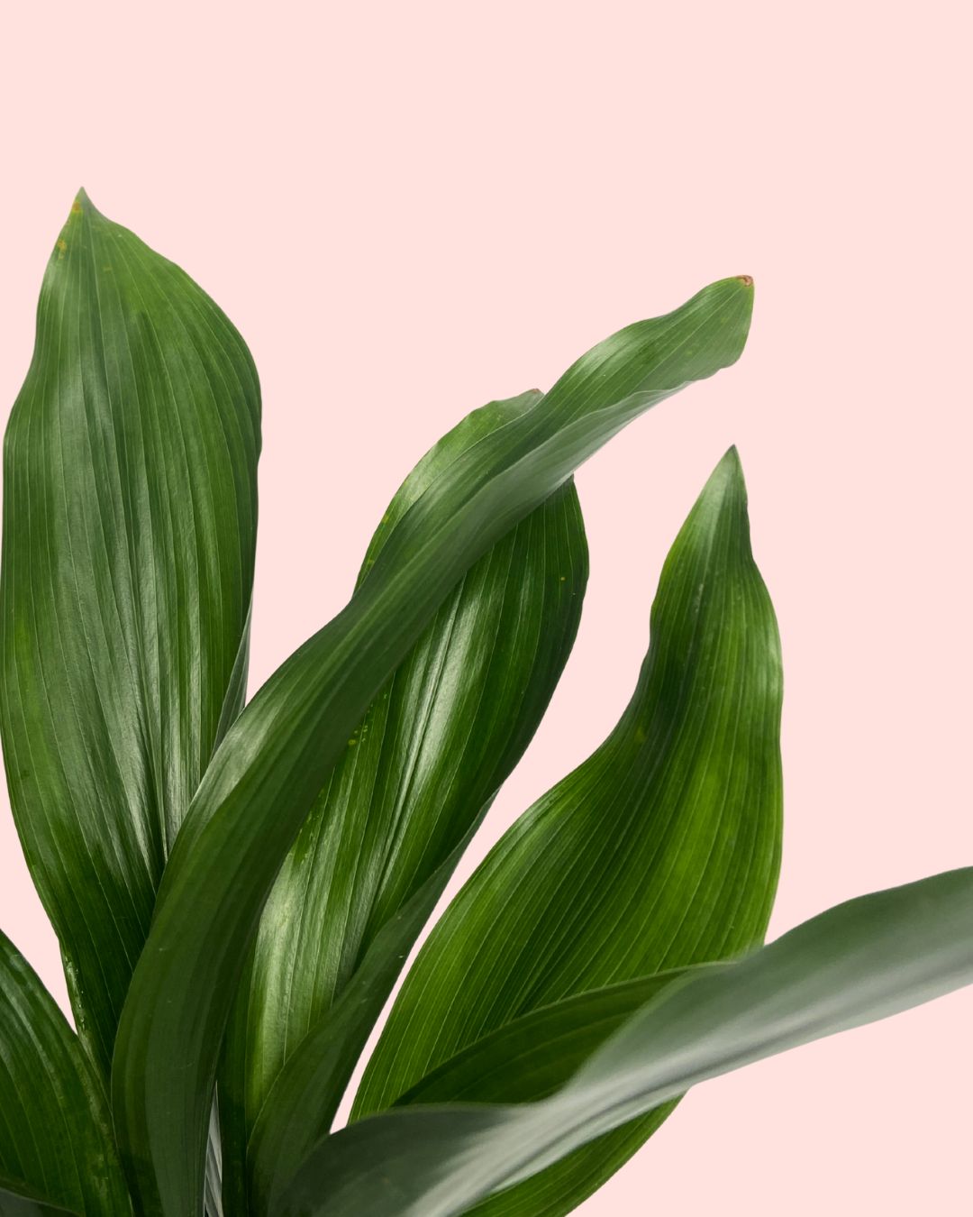 Aspidistra Elatior M - Pur Plant