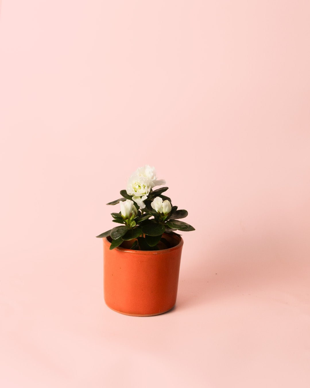 Azalea – Rododendron Blanco Mini - Pur Plant