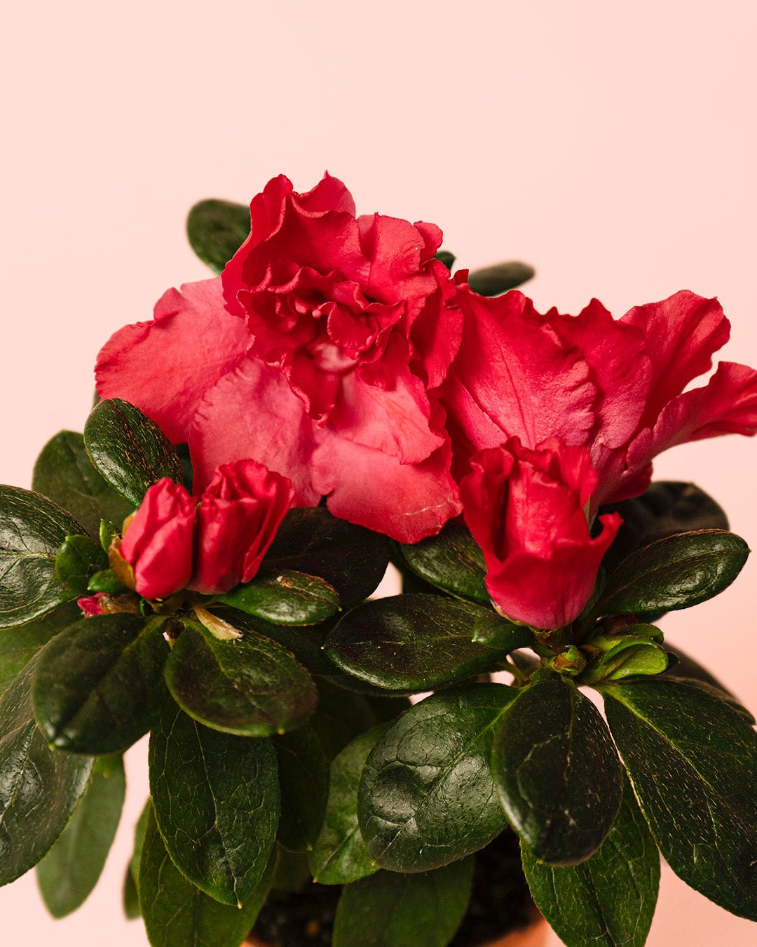 Azalea – Rododendron Rojo Mini - Pur Plant