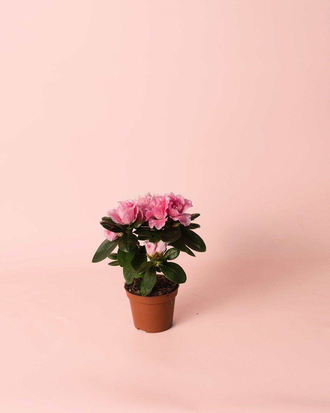 Azalea – Rododendron Rosa Mini - Pur Plant