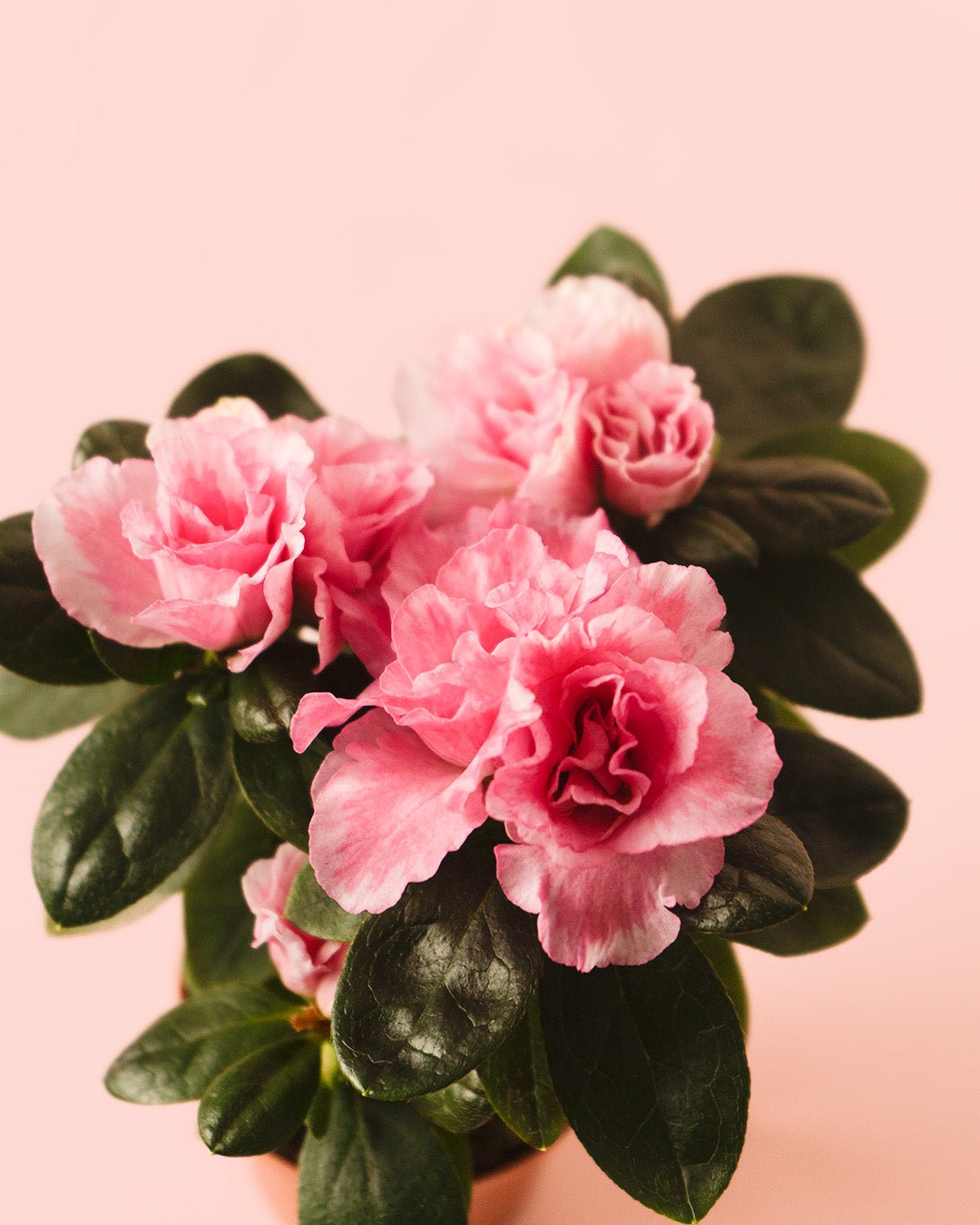 Azalea – Rododendron Rosa Mini - Pur Plant