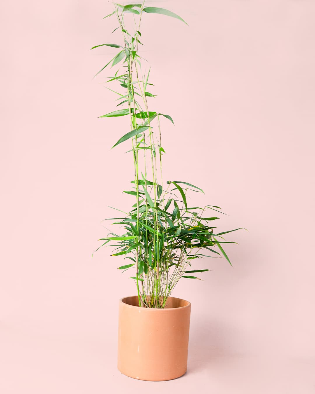 Bambú M - Pur Plant