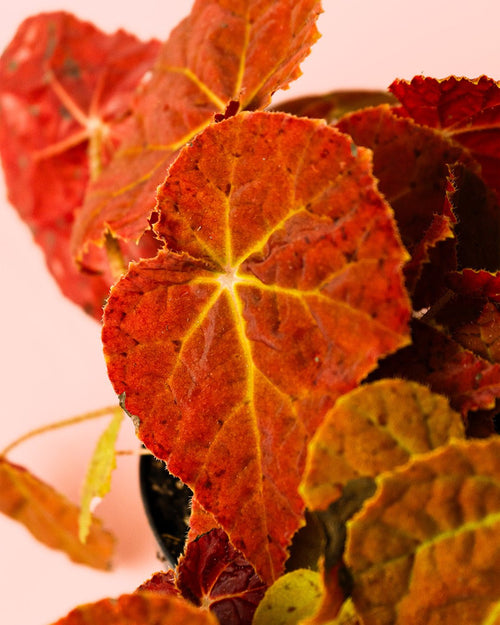 Begonia Autumn Ember M - Pur Plant
