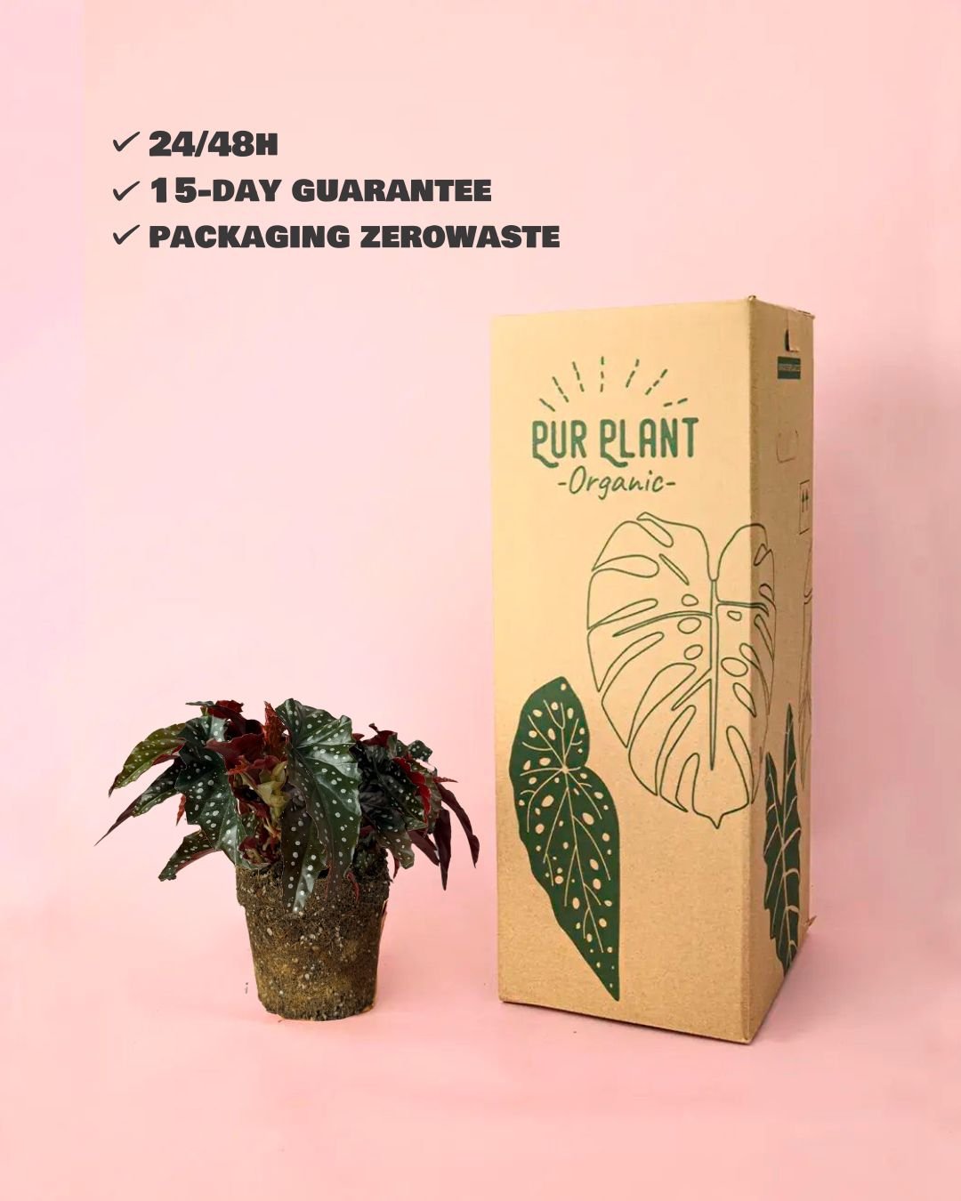 Begonia Black Forest M - Pur Plant