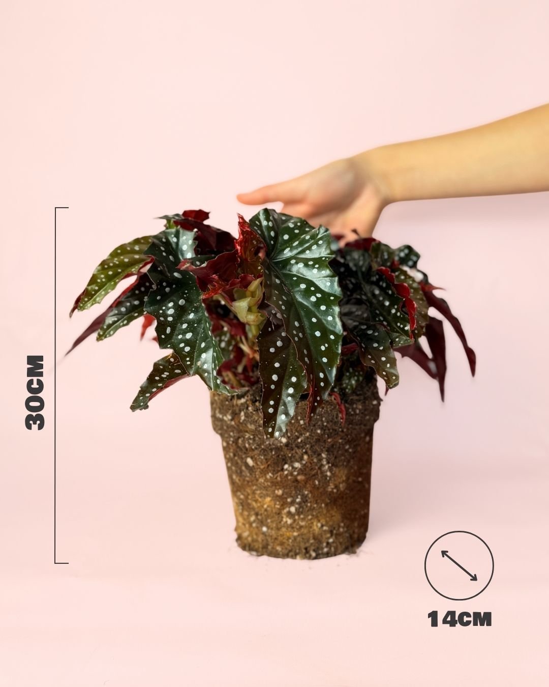 Begonia Black Forest M - Pur Plant