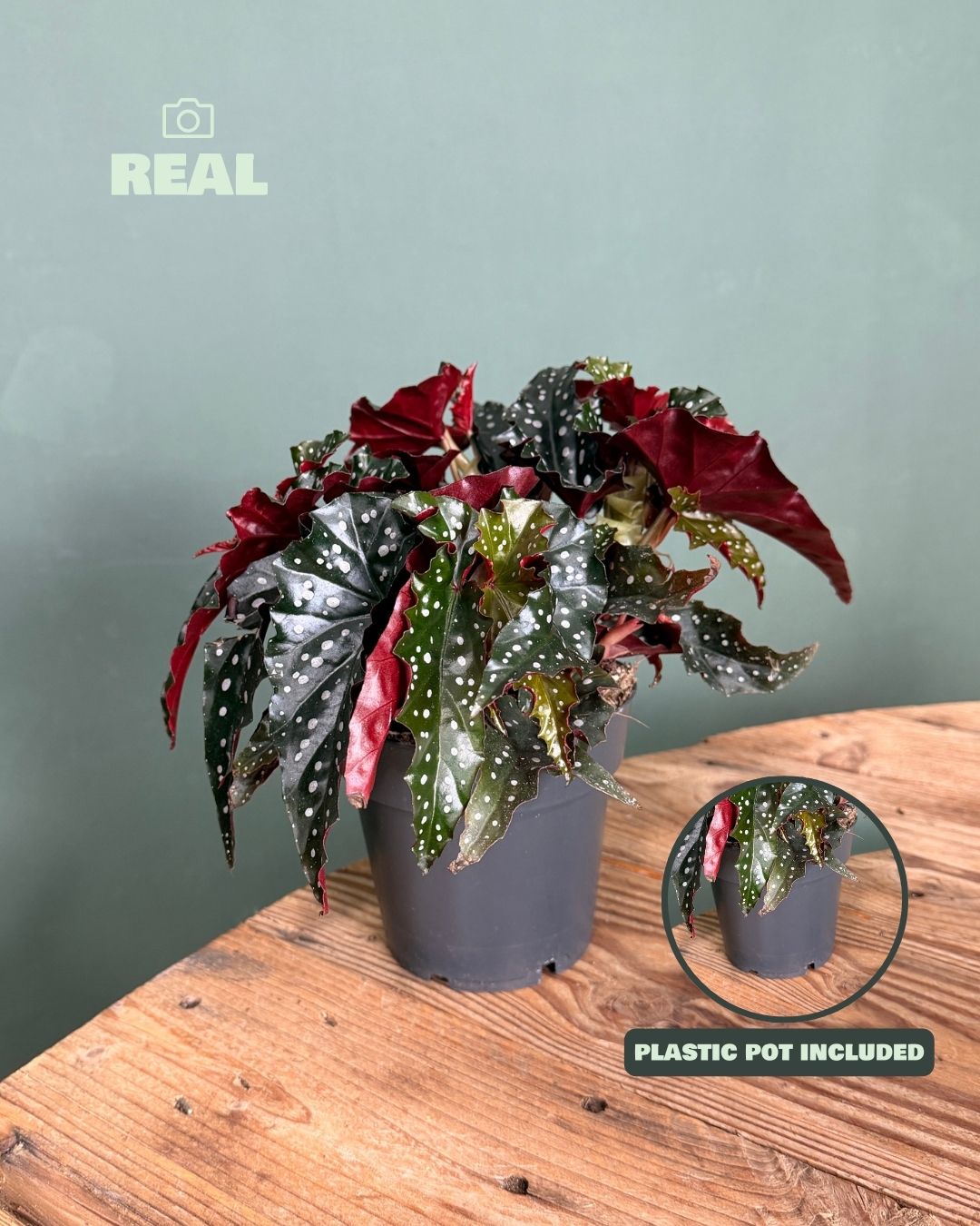 Begonia Black Forest M - Pur Plant