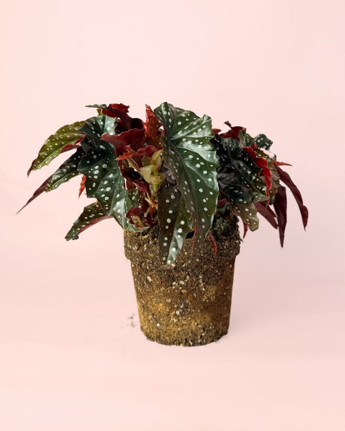 Begonia Black Forest M - Pur Plant