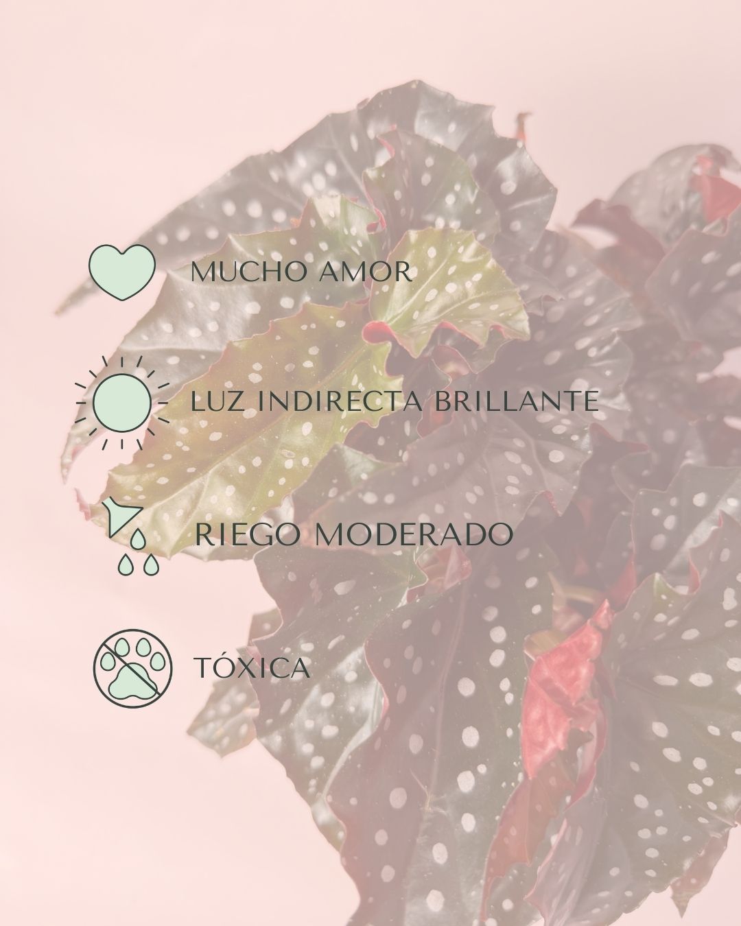 Begonia Black Forest M - Pur Plant