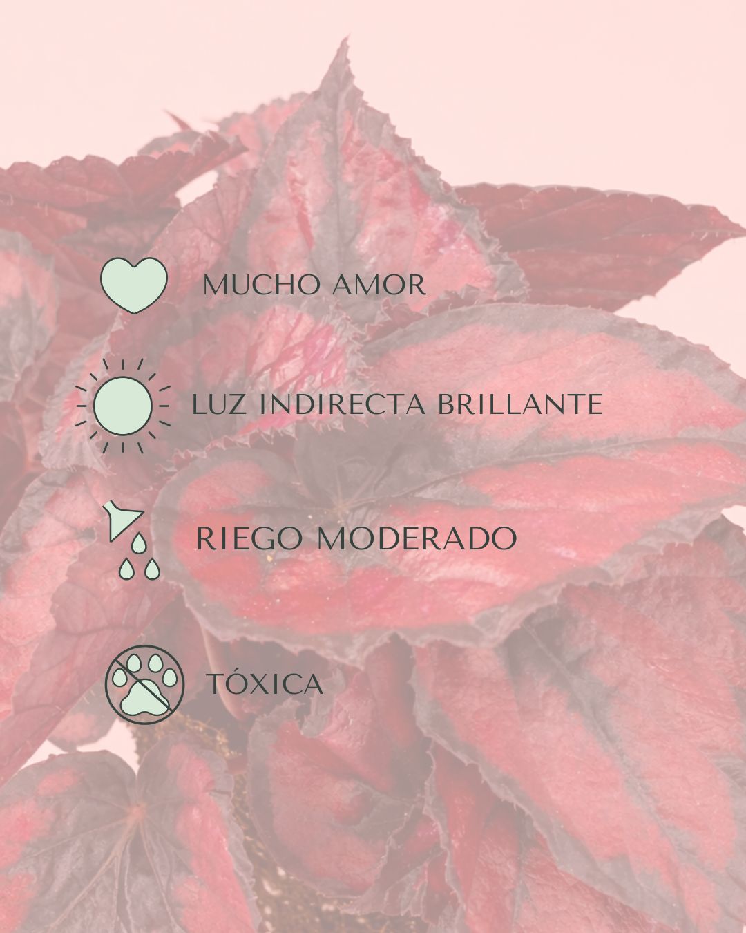 Begonia Blade – Rex Red Kiss M - Pur Plant