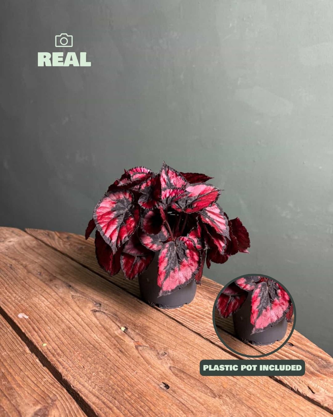 Begonia Blade – Rex Red Kiss M - Pur Plant