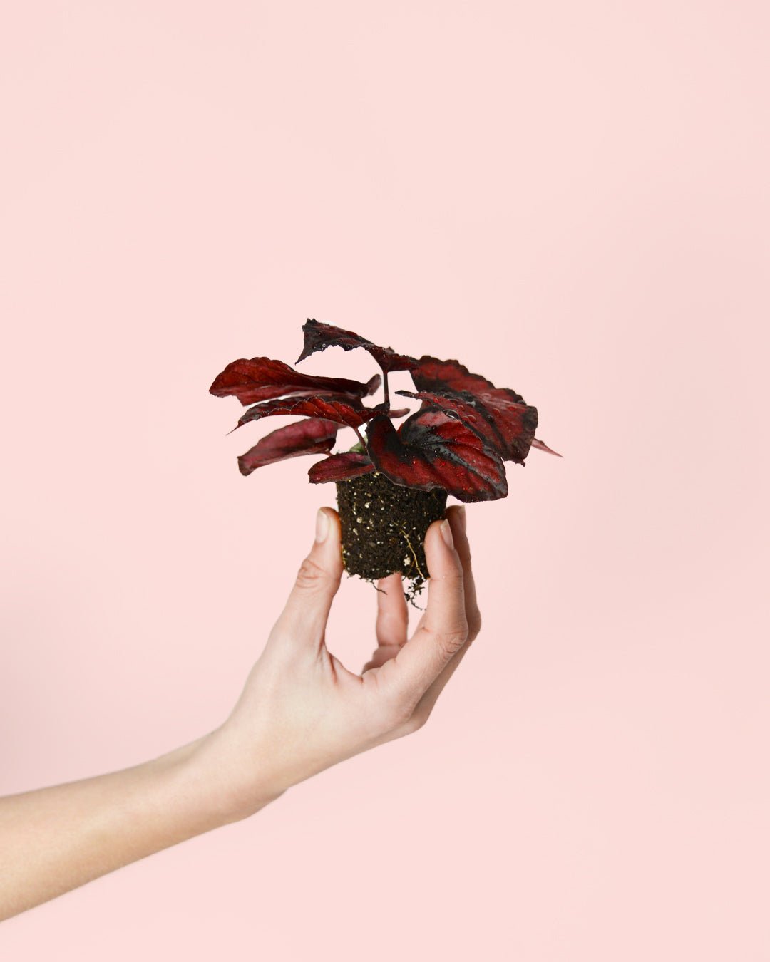 Begonia Blade – Rex Red Kiss Mini - Pur Plant