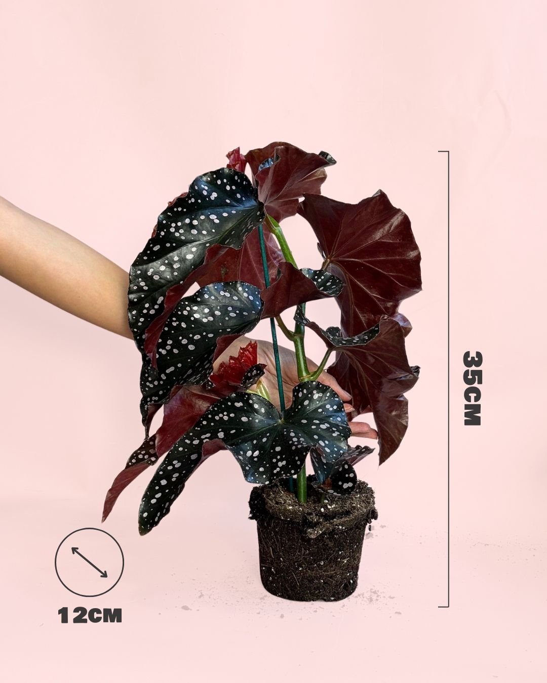 Begonia Cracklin Rosie M - Pur Plant