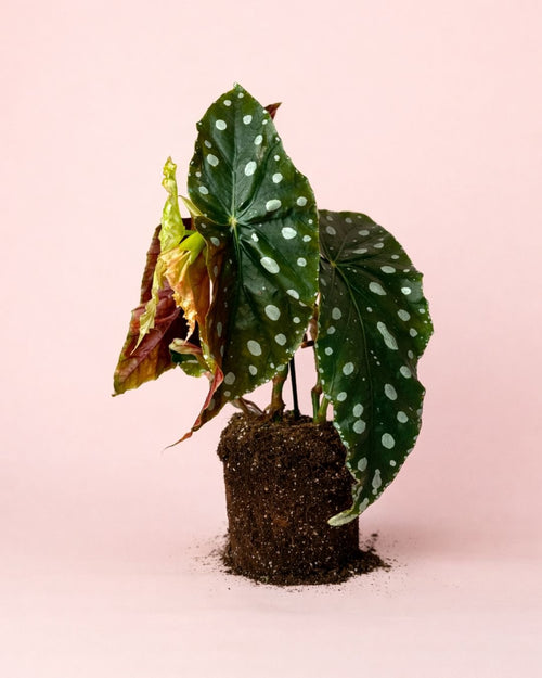 Begonia Maculata Mega Dot M - Pur Plant