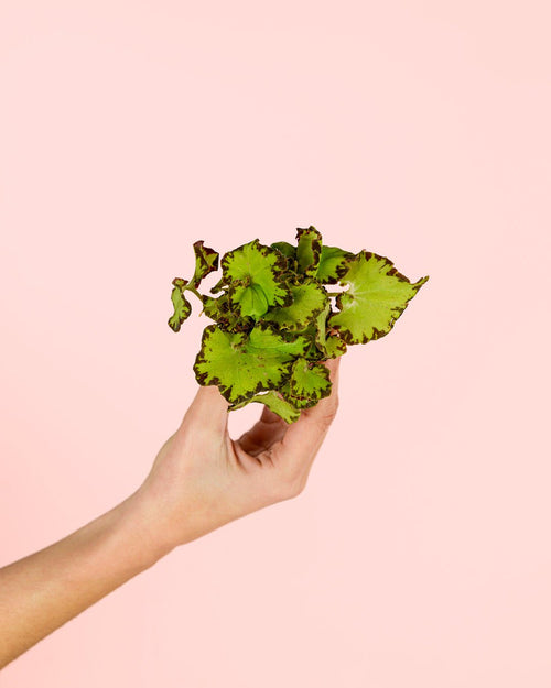 Begonia Rex Green Mini - Pur Plant